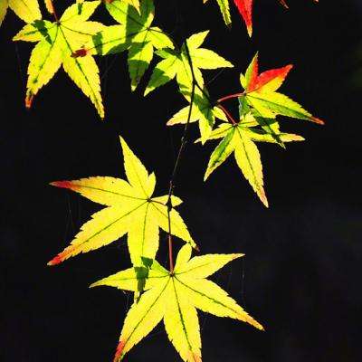 洛奇重生破解版下载
